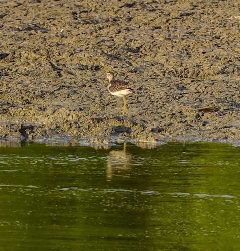 Wood Sandpiper