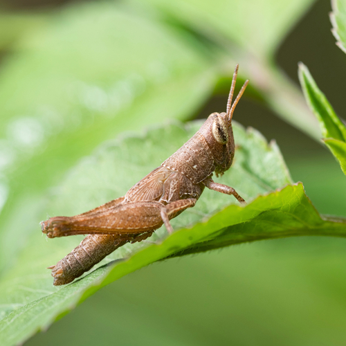 Short-winged Rice Grasshopper