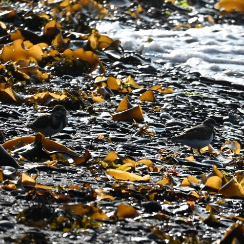 Ruddy Turnstone