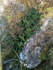 Brachyglottis lagopus