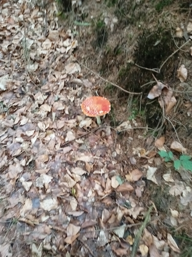 Fly Agaric