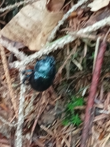 Woodland Dor Beetle