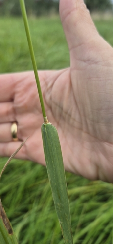 Timothy grass