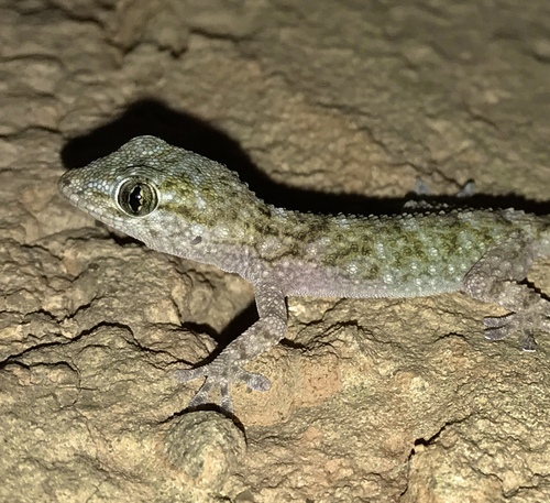Moorish Gecko