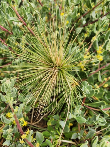 Spinifex longifolius observed 2026-09-13