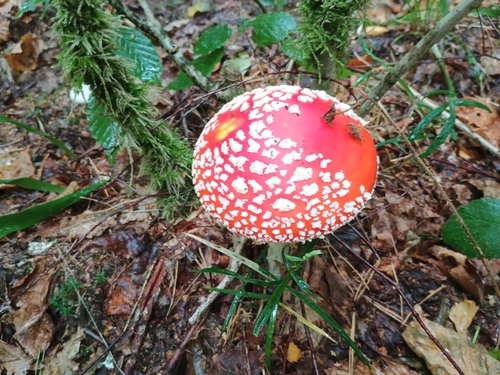 Fly Agaric