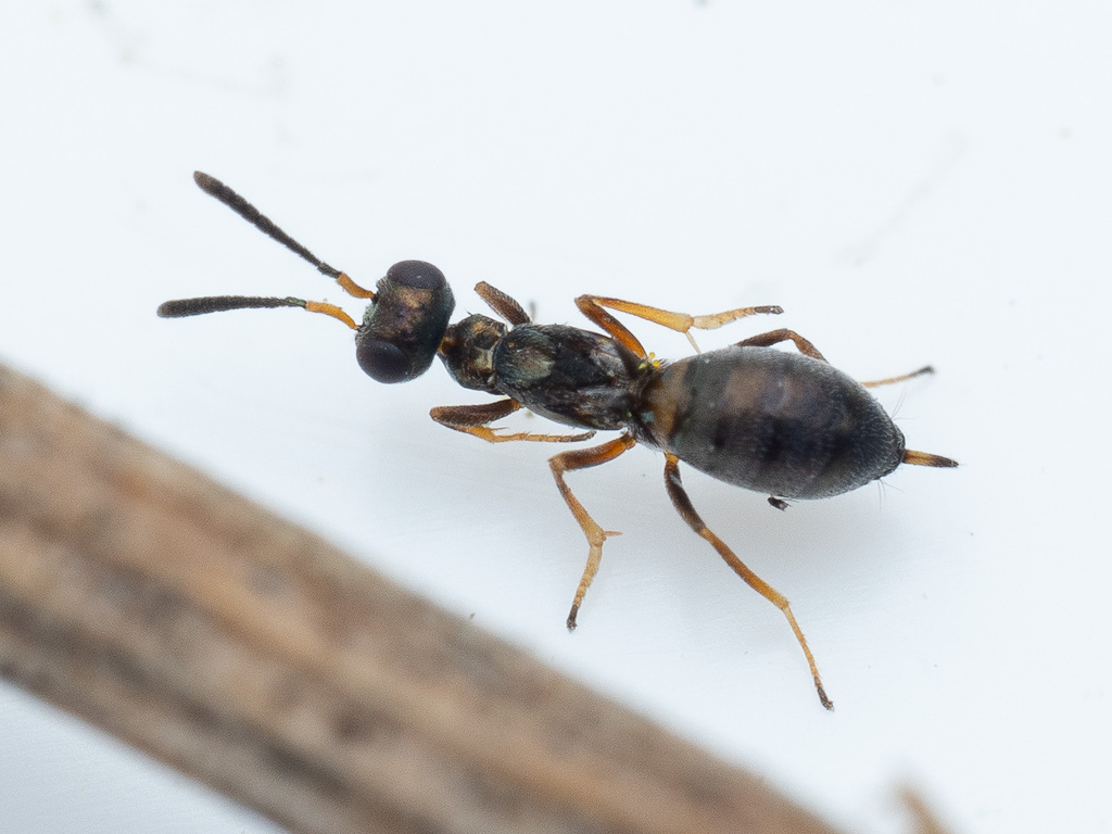 Eupelmus vesicularis