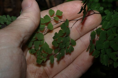 Adiantum atroviride, photograph 3