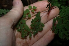 Adiantum atroviride, photograph (c) Greg Tasney, some rights reserved (CC BY-SA)