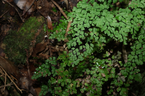 Adiantum atroviride, photograph 4