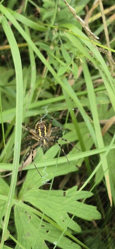 Wasp Spider