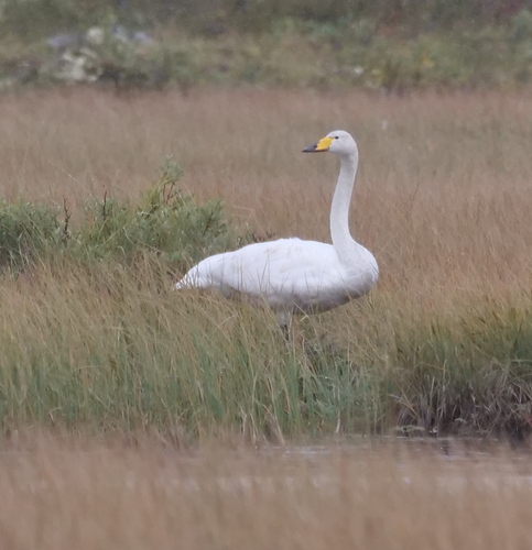 Whooper Swan
