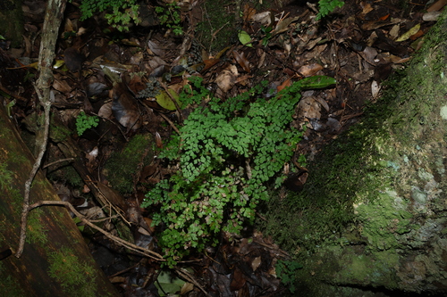 Adiantum atroviride, photograph 5