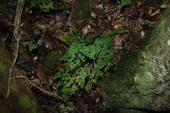 Adiantum atroviride, photograph (c) Greg Tasney, some rights reserved (CC BY-SA)