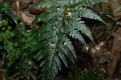 Parapolystichum acuminatum
