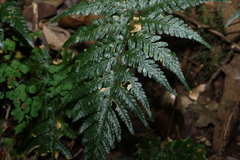 Parapolystichum acuminatum