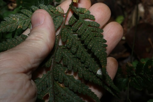 Parapolystichum acuminatum, photograph 3