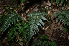 Parapolystichum acuminatum, photograph (c) Greg Tasney, some rights reserved (CC BY-SA)