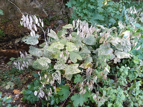 perennial honesty