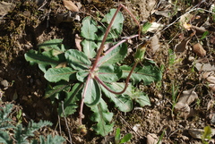 Taraxacum obovatum