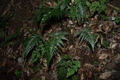 Parapolystichum acuminatum, photograph (c) Greg Tasney, some rights reserved (CC BY-SA)