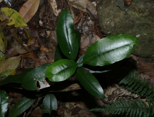 Baloghia inophylla