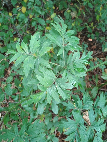 Cutleaf Blackberry