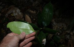 Baloghia inophylla, photograph (c) Greg Tasney, some rights reserved (CC BY-SA)
