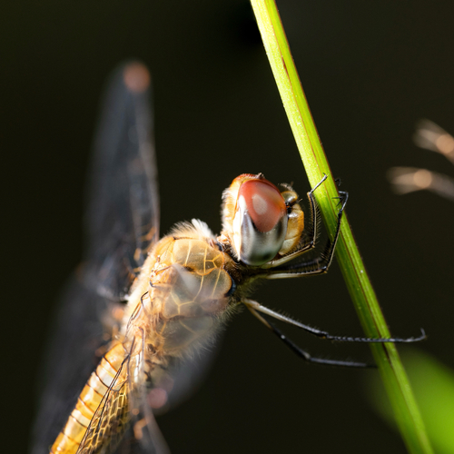 Wandering Glider