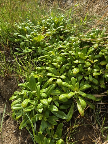 Lysimachia mauritiana observed 2026-09-13