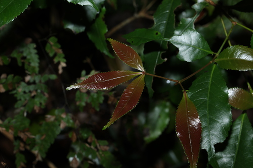 Pseudoweinmannia lachnocarpa, photograph 2