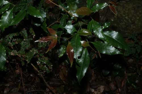 Pseudoweinmannia lachnocarpa, photograph 3