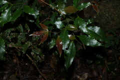 (c) Greg Tasney, some rights reserved (CC BY-SA) Pseudoweinmannia lachnocarpa, photograph (c) Greg Tasney, some rights reserved (CC BY-SA)