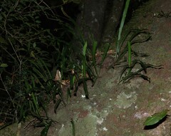 Dictymia brownii