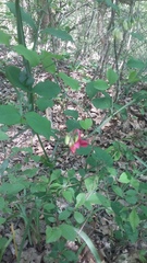 Lathyrus rotundifolius