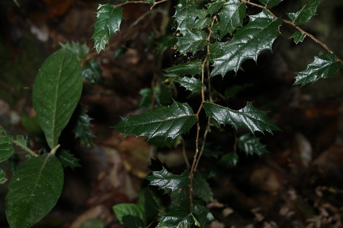 Aphananthe philippinensis, photograph 4