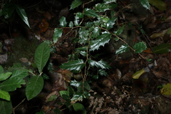 Aphananthe philippinensis, photograph (c) Greg Tasney, some rights reserved (CC BY-SA)