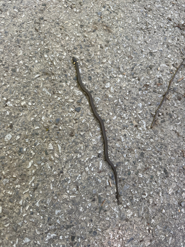 grass snake