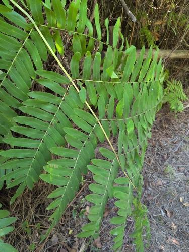 European royal fern