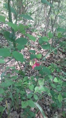 Lathyrus rotundifolius