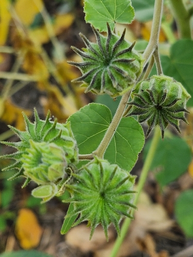 velvetleaf
