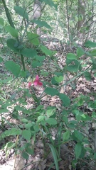 Lathyrus rotundifolius