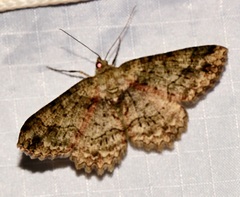 Paradarisa comparataria