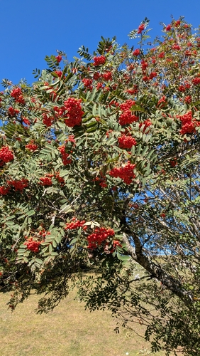 European mountain ash