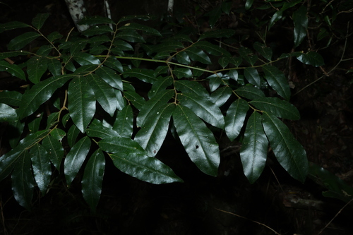 Pararchidendron pruinosum, photograph 6