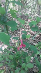 Lathyrus rotundifolius