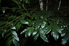 Pararchidendron pruinosum, photograph (c) Greg Tasney, some rights reserved (CC BY-SA)