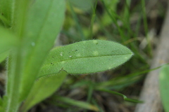 Entyloma fergussonii