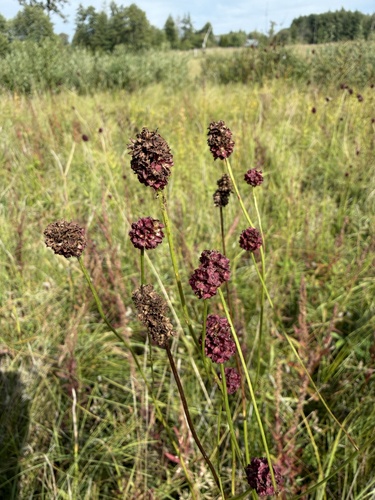 Great burnet