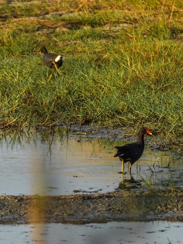 Indo-Pacific Common Moorhen
